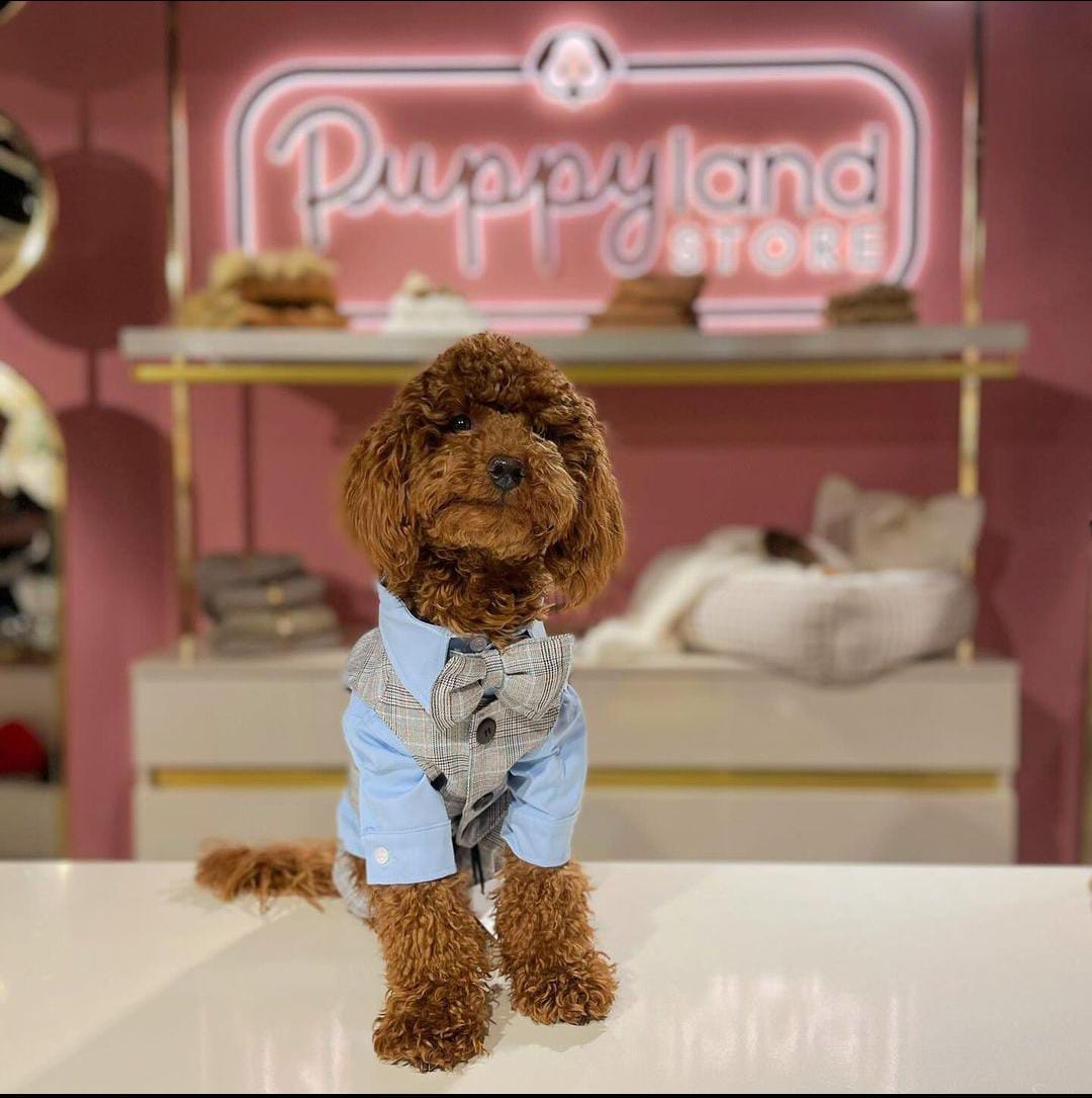 PLAID DOG SUIT