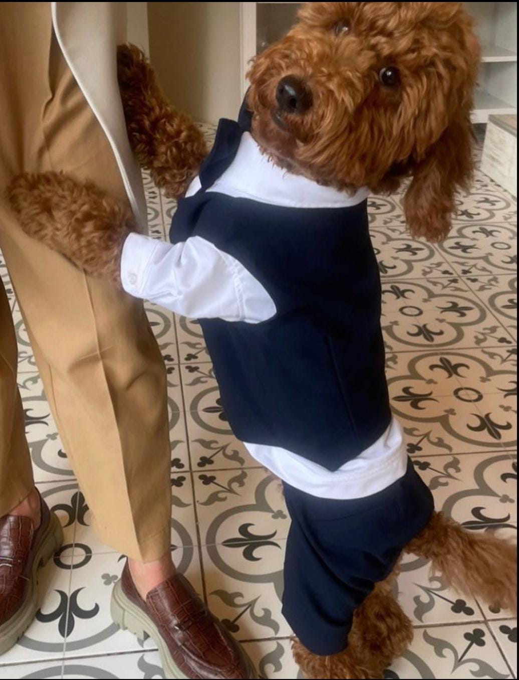 NAVY BLUE DOG SUIT