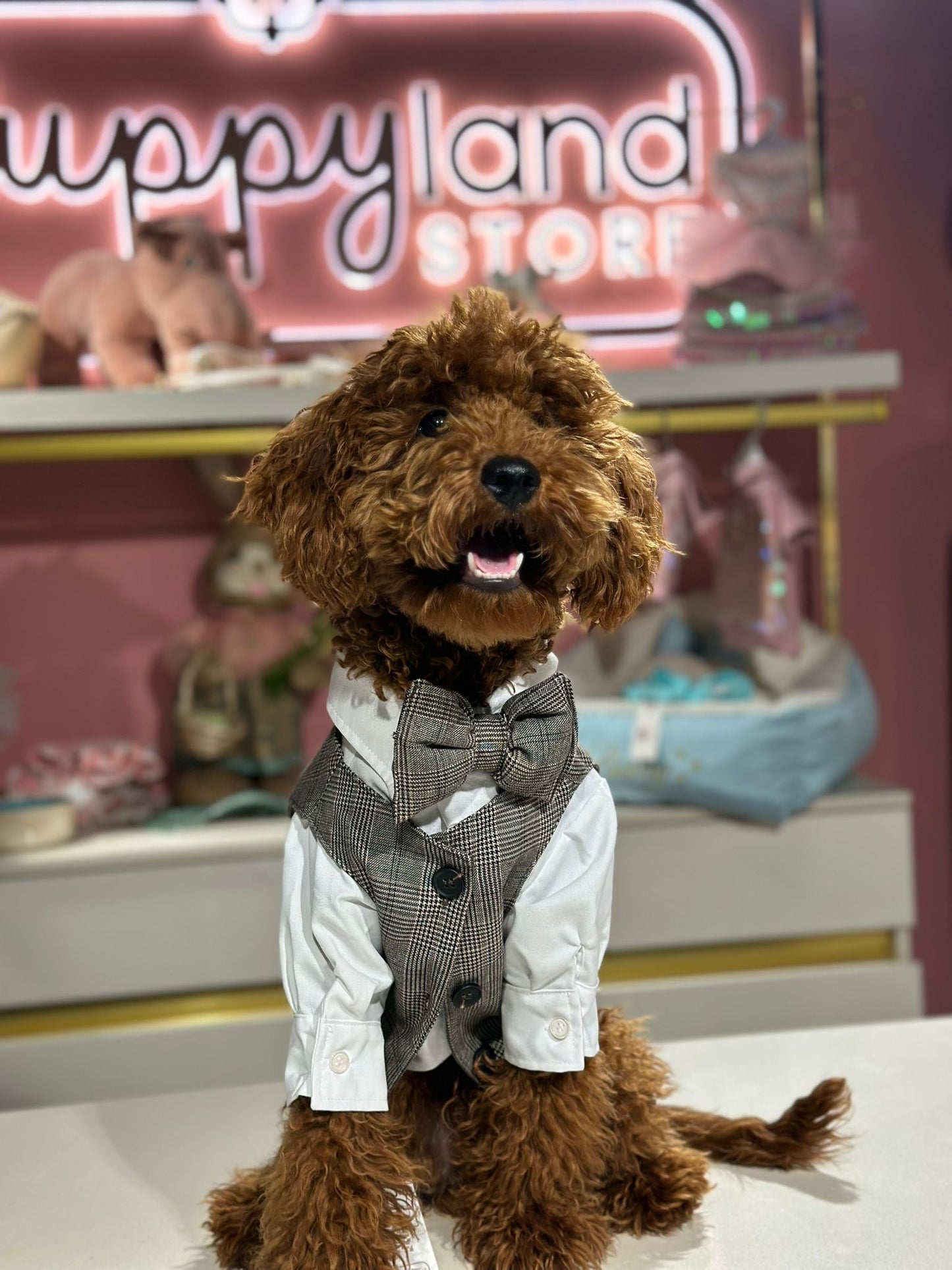 PLAID BLUE SHIRT DOG SUIT