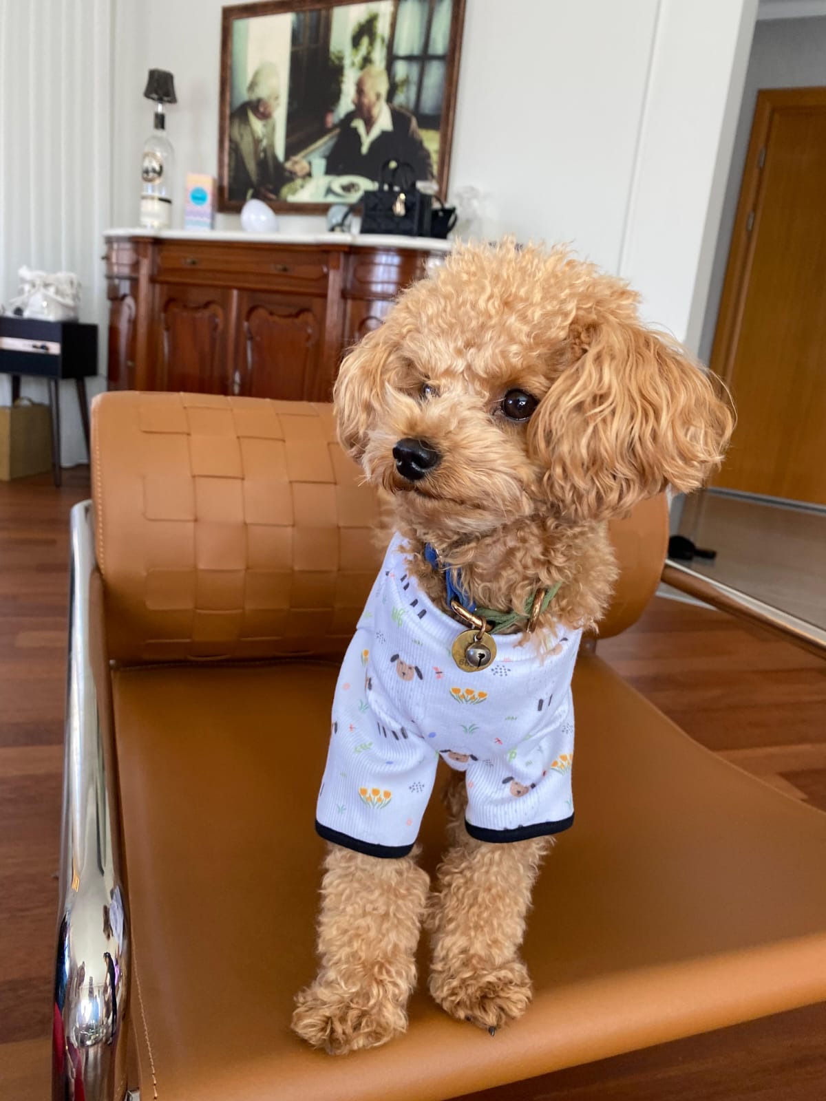 MY PETIT PAW LAMB DOG T-SHIRT
