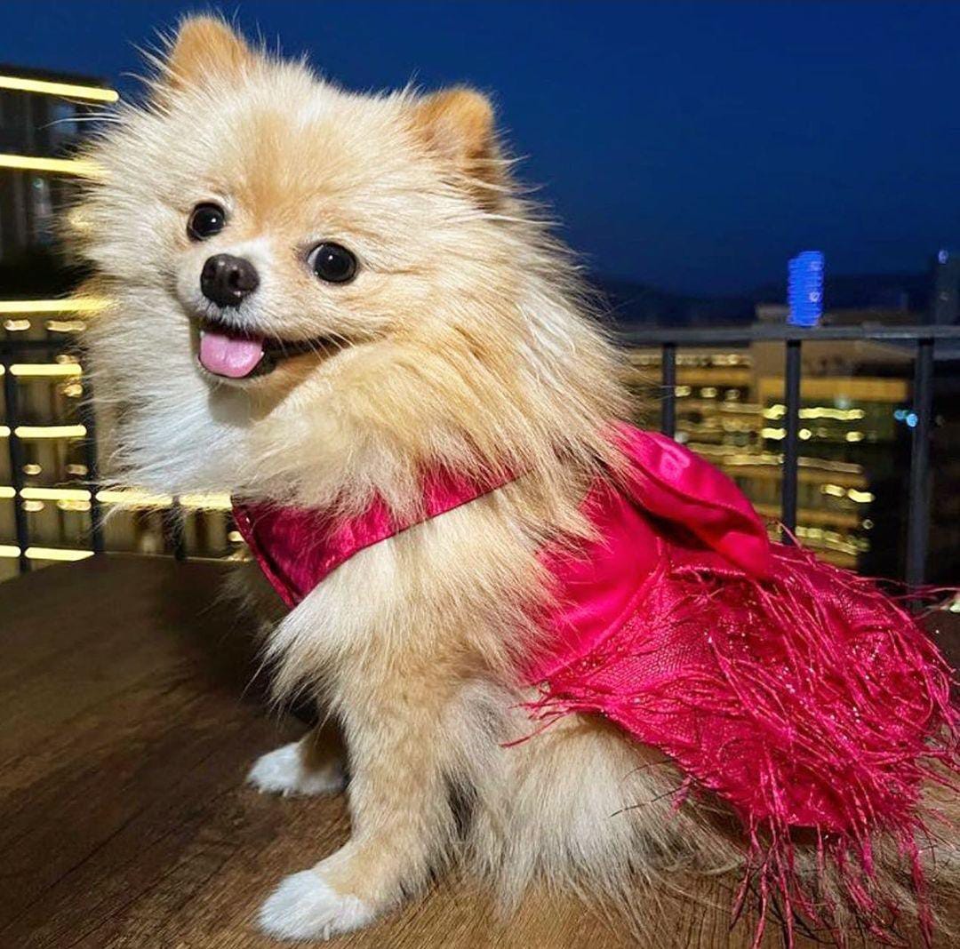 PINK PARTY DOG DRESS