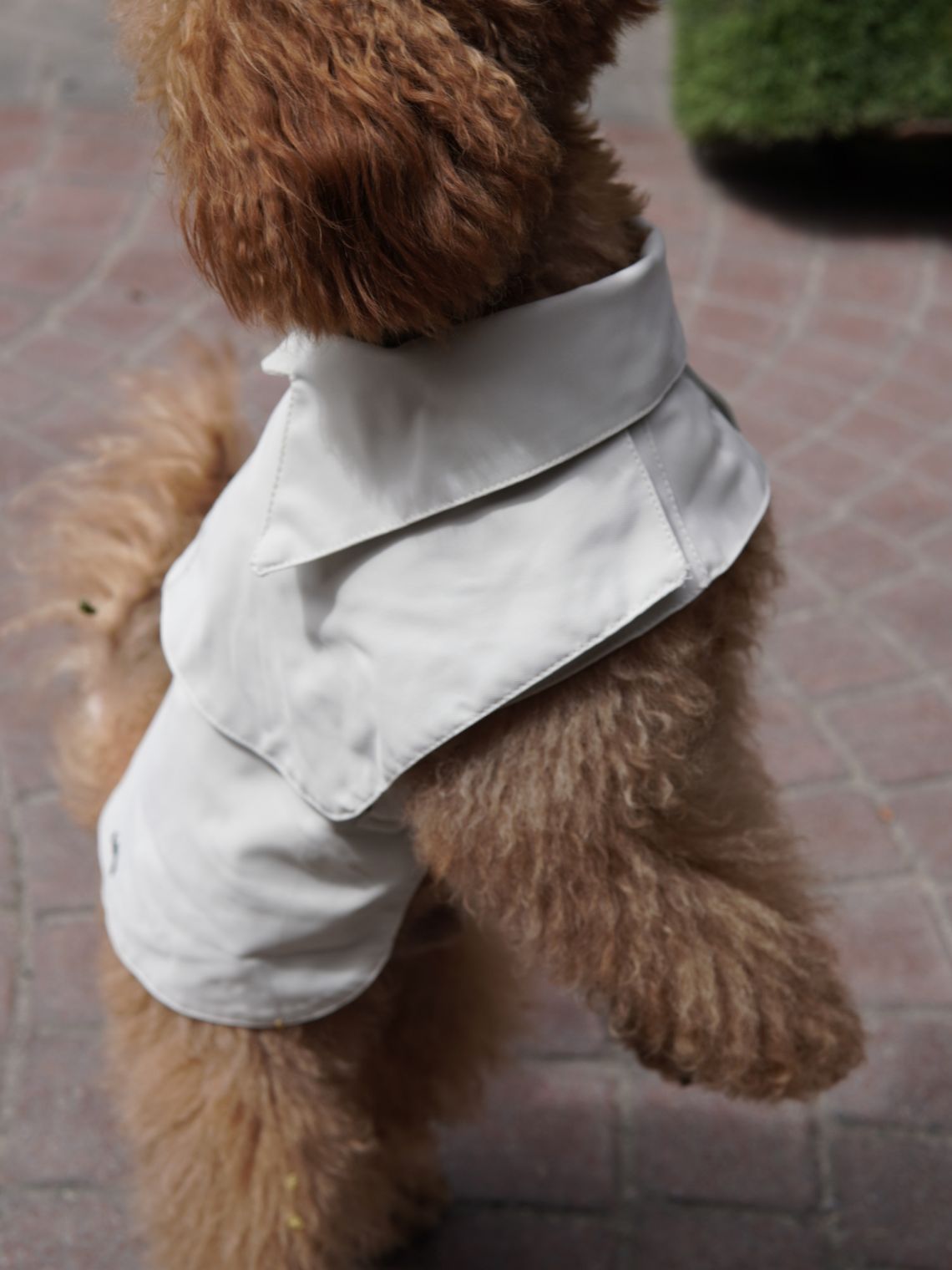 LOTE NİNO COAT KÖPEK YAĞMURLUK