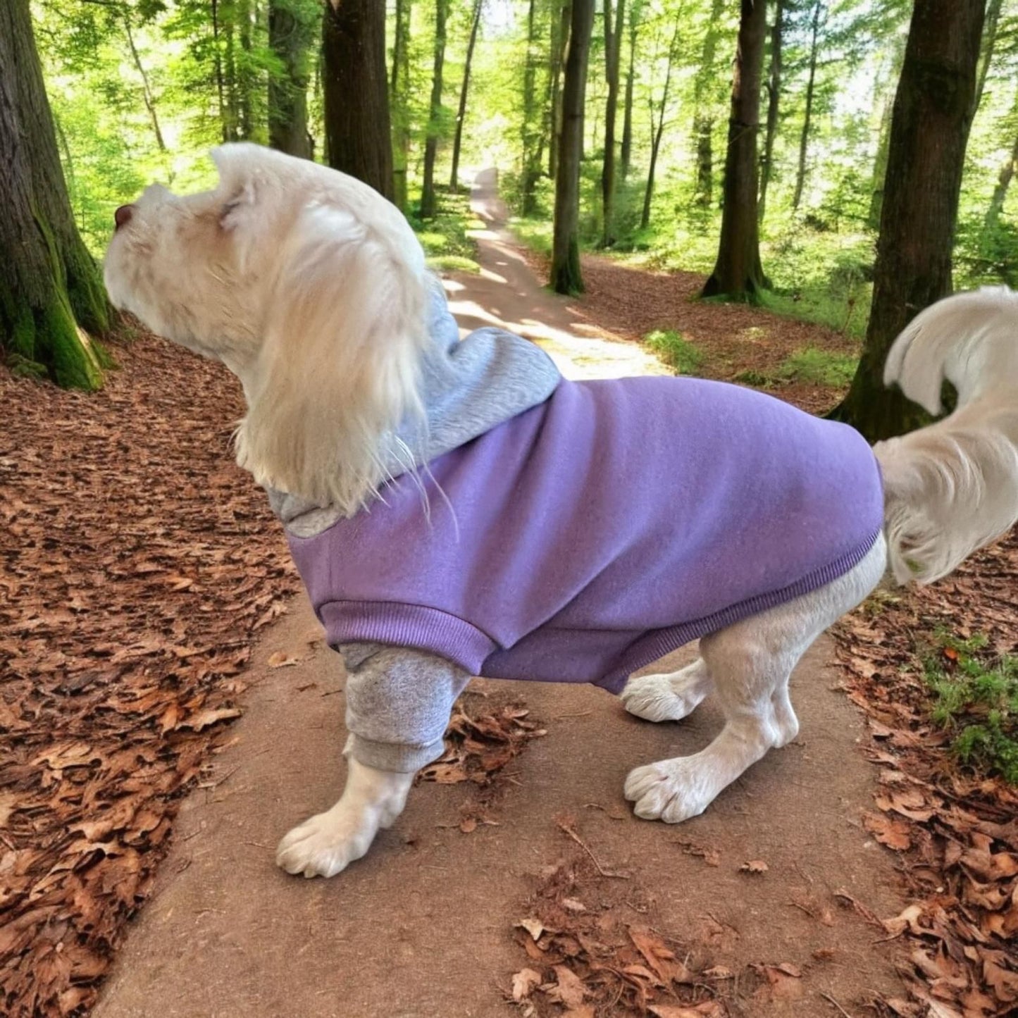 GRAY HOODED LILAC DOG SWEAT