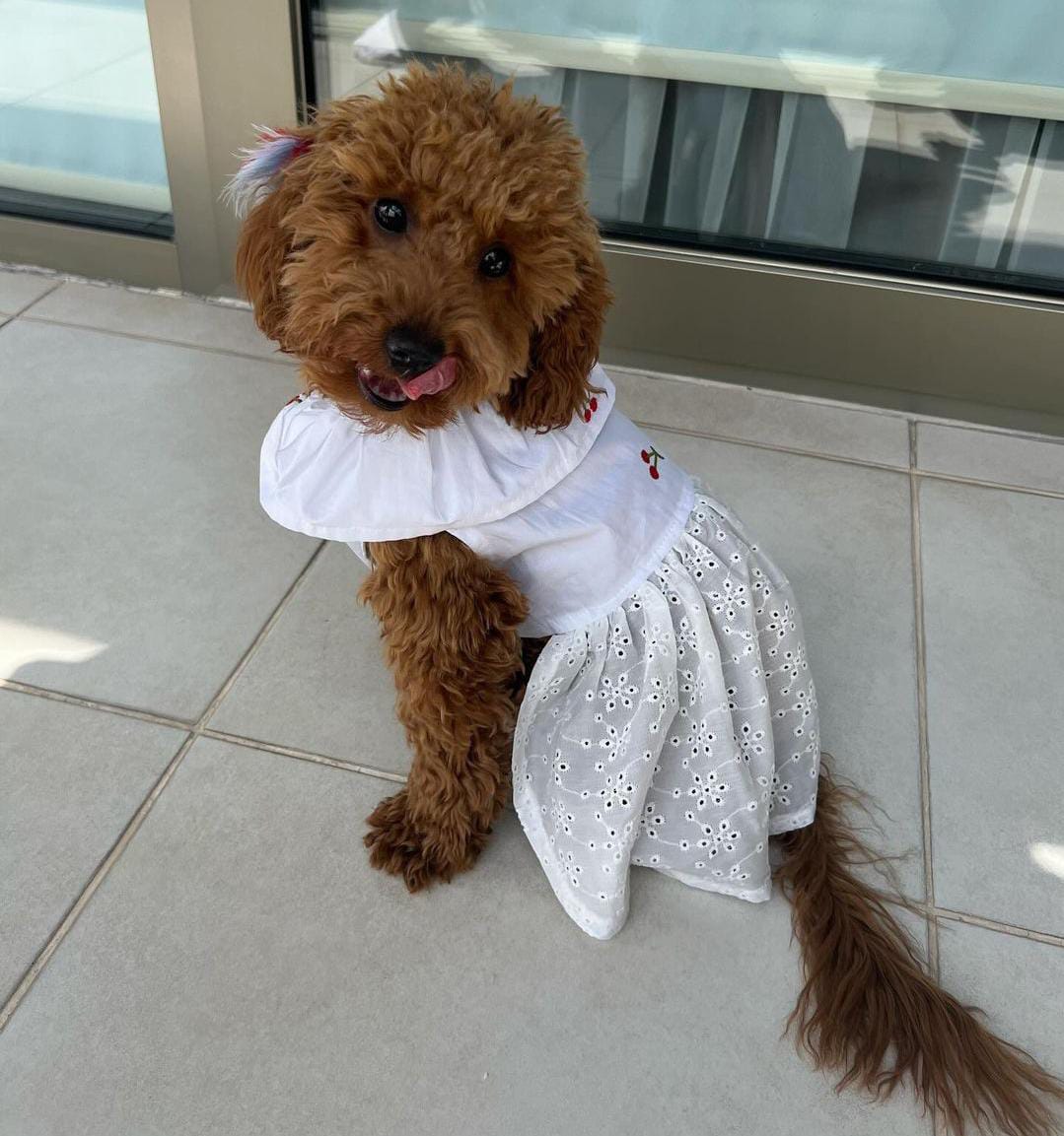 MY PETIT PAW CHERY DOG DRESS