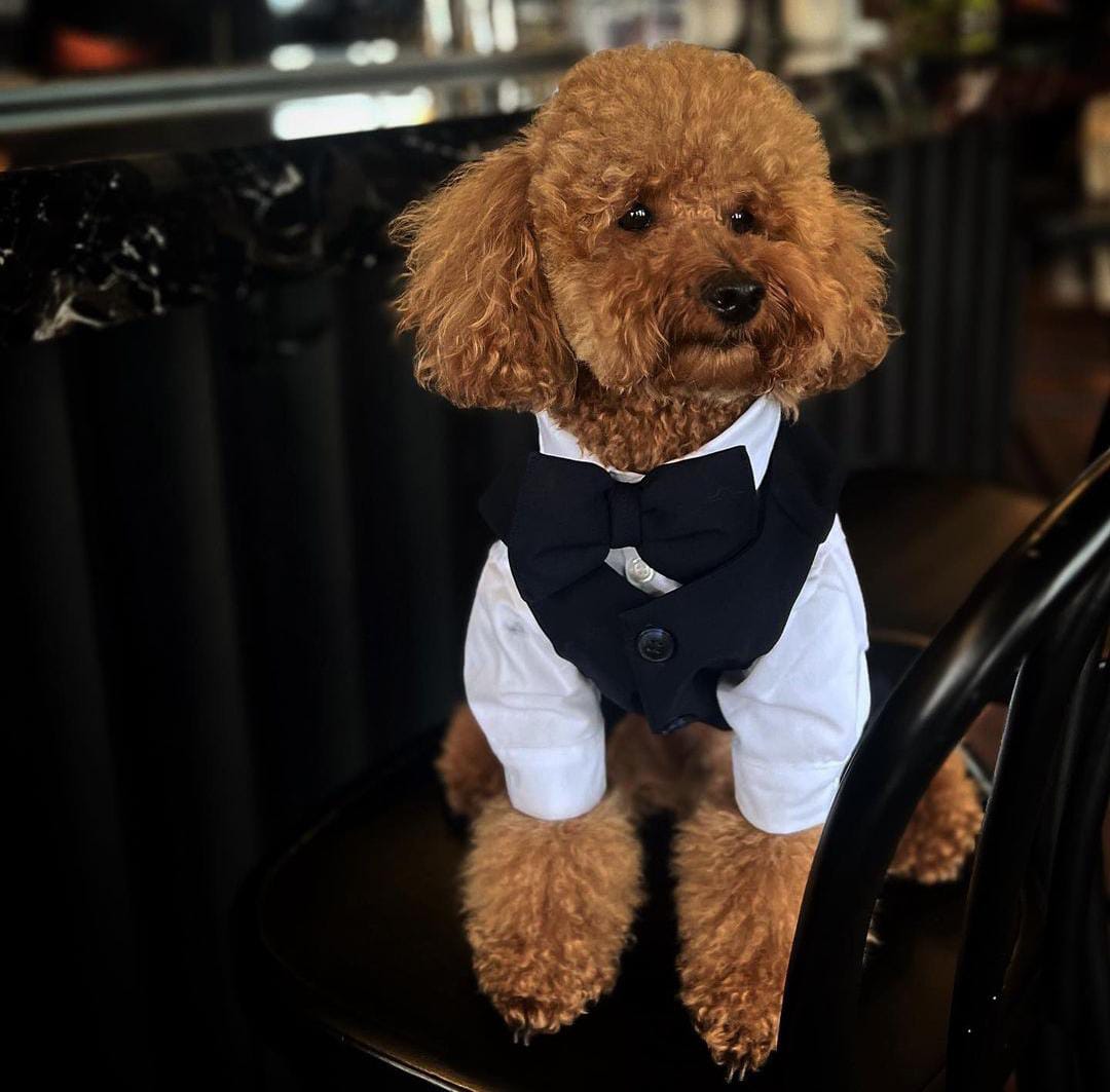 NAVY BLUE DOG SUIT