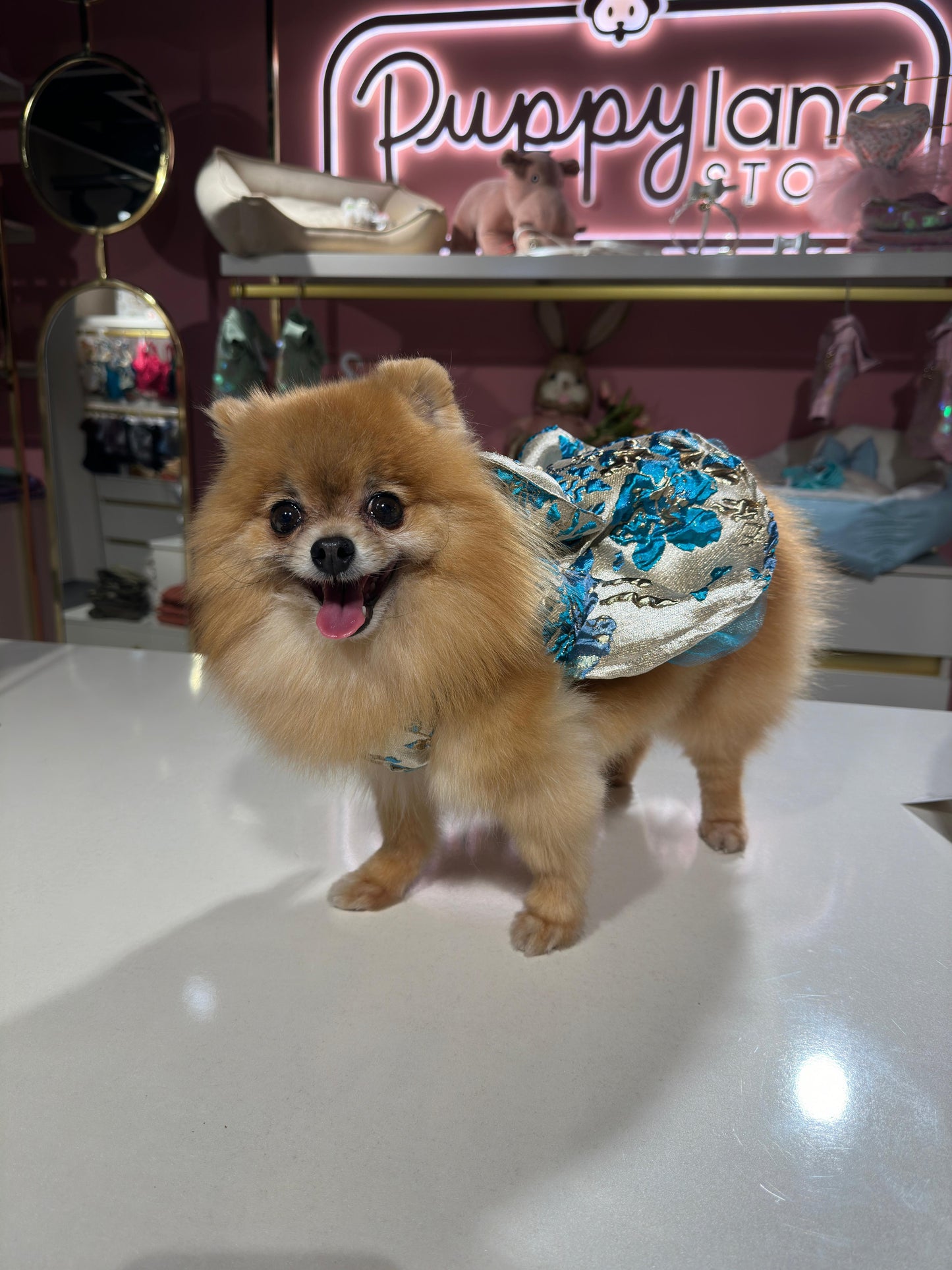 BLUE DOG PARTY DRESS