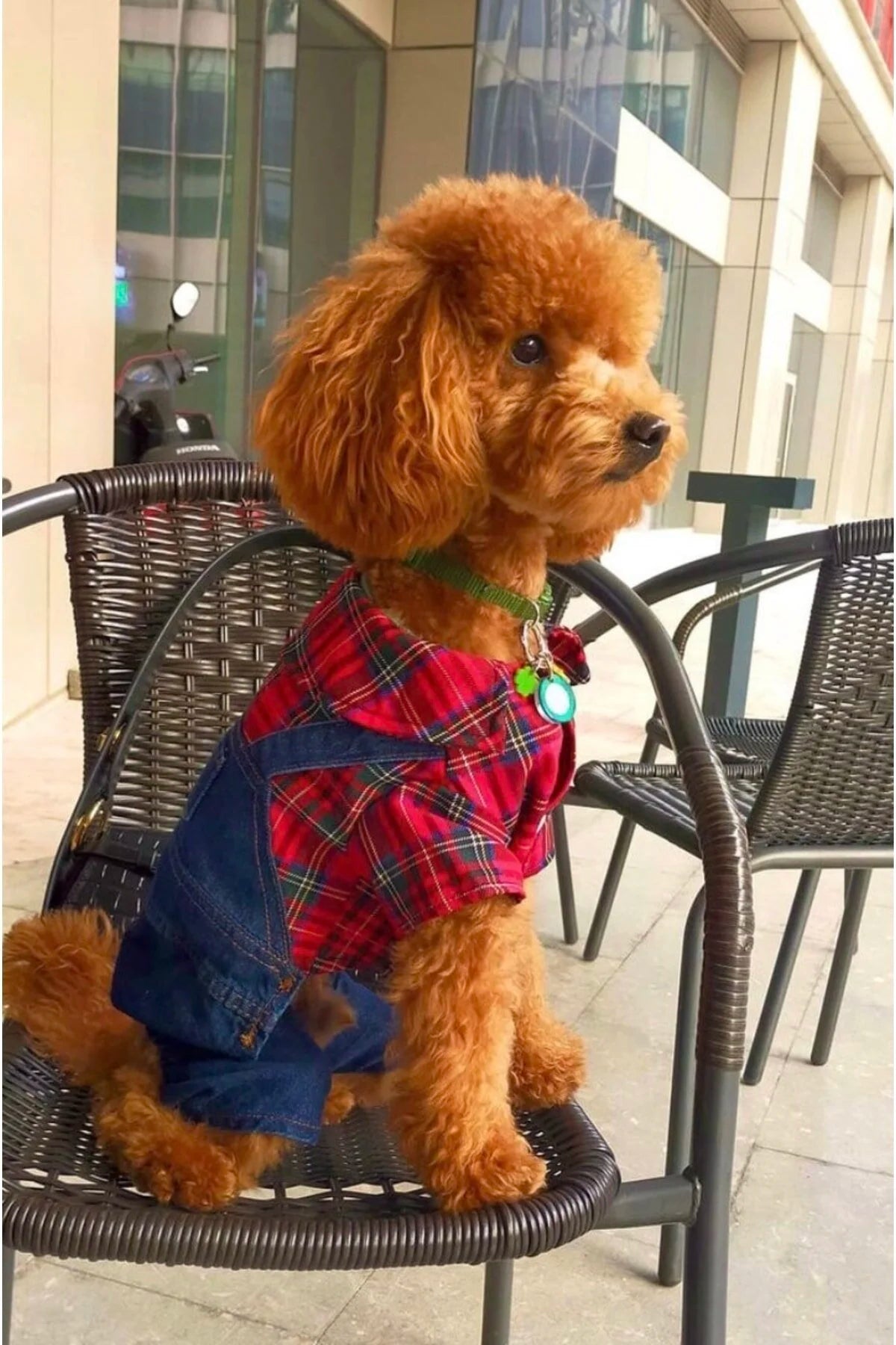 DOG DENIM SLOPE