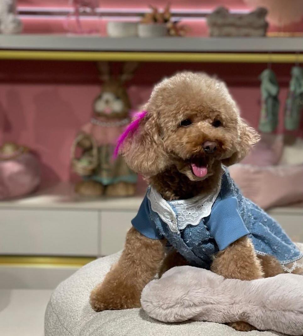 MY PETIT PAW CHANEL DOG DRESS