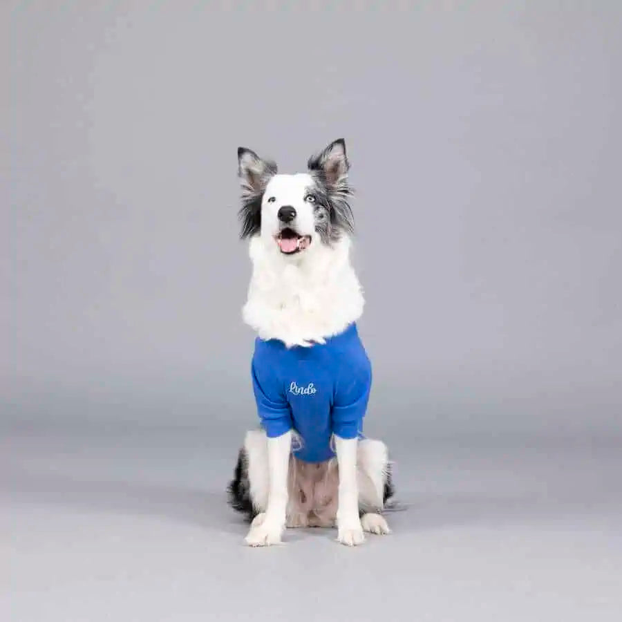 ON THE DOG CLOUDS