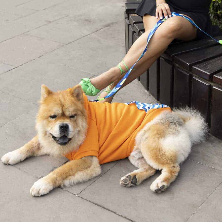 SYDNEY DOG SWEATSHIRT