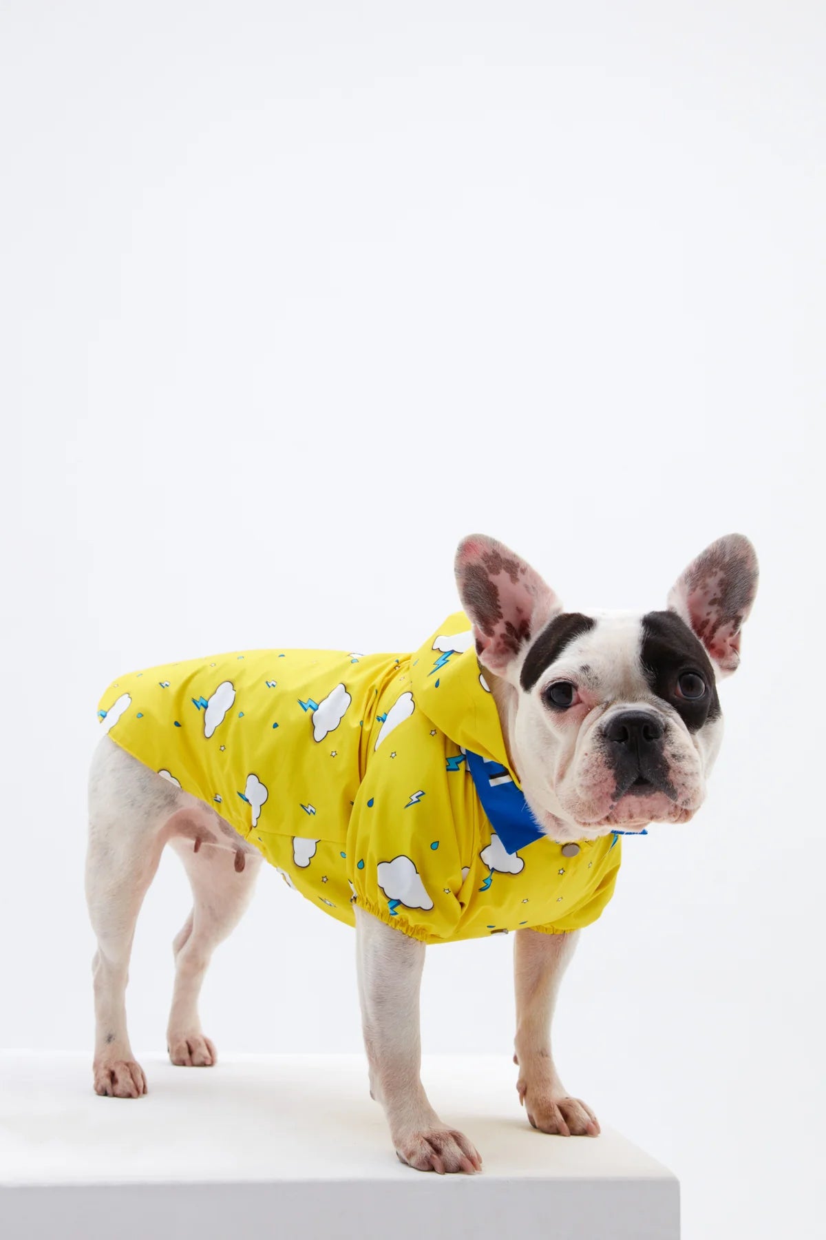 Yellow Cloud Dog Raincoat
