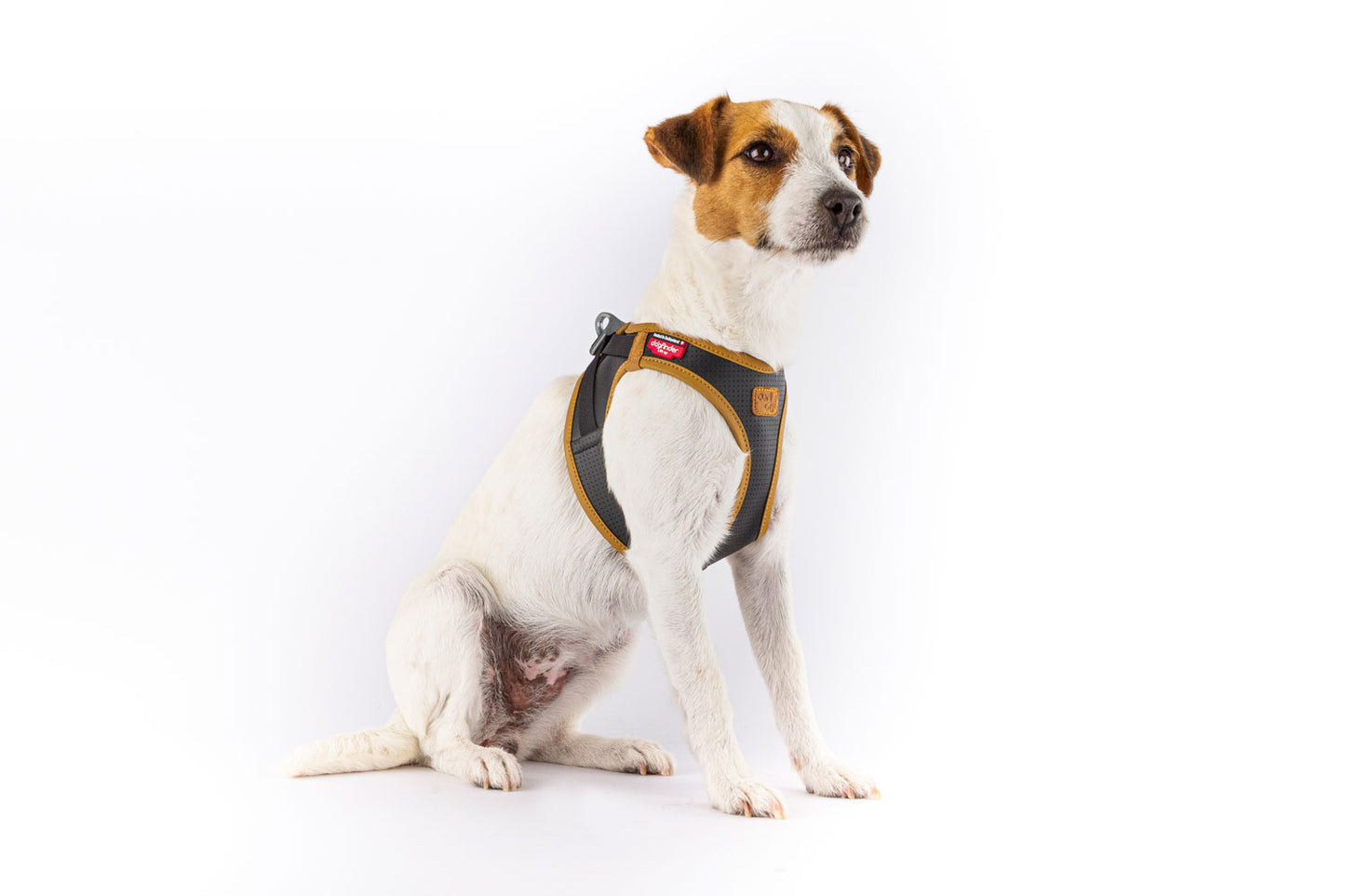 Curli Apple Leather Dog Harness Black