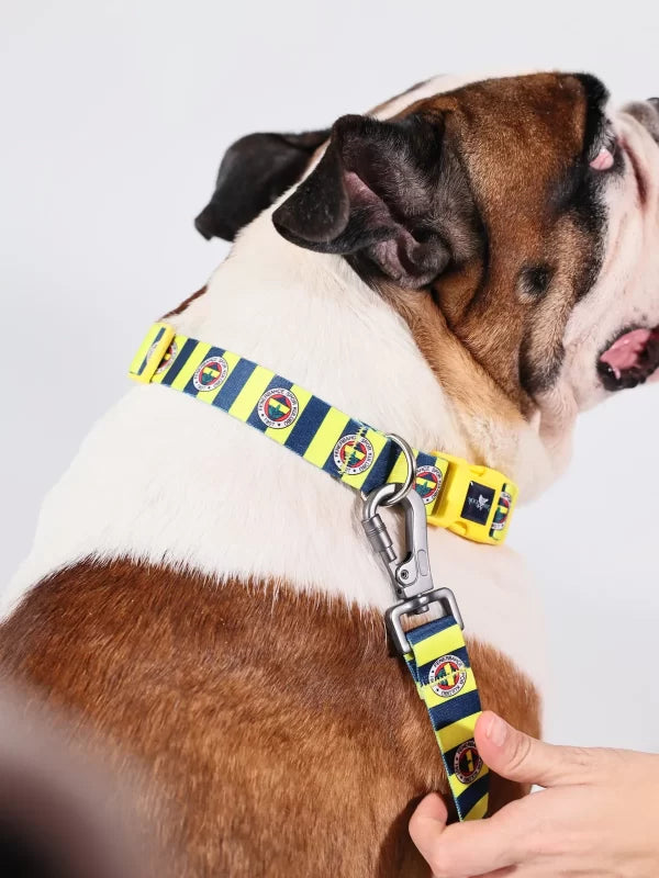 Fenerbahce Licensed Dog Collar, Bar Collar