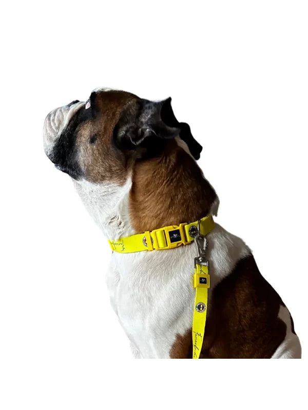 Fenerbahce Licensed Dog Collar