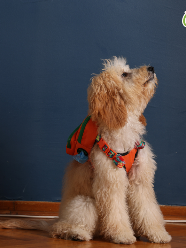 PAWLOOK ORANGE DOG BAG LEASH SET