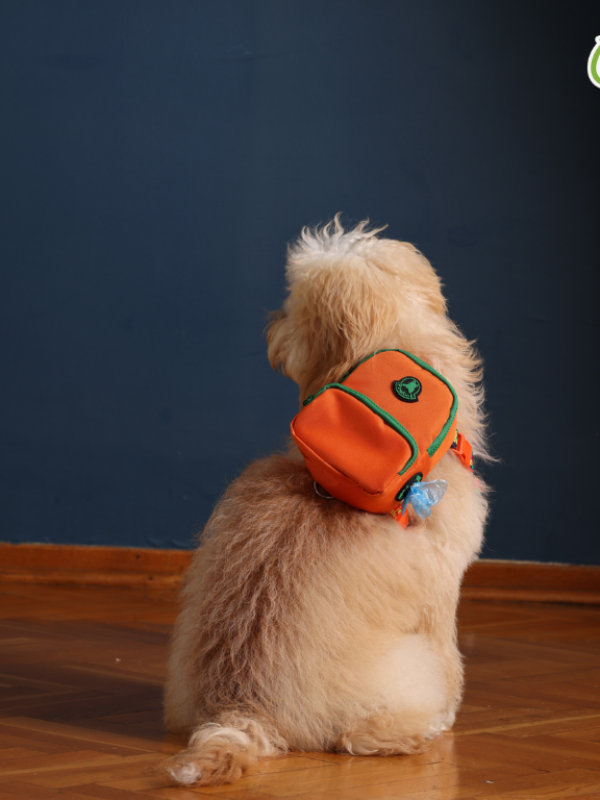 PAWLOOK ORANGE DOG BAG LEASH SET