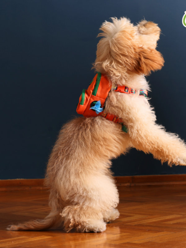 PAWLOOK ORANGE DOG BAG LEASH SET