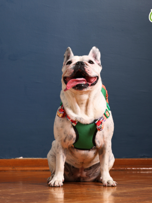 PAWLOOK GREEN DOG BAG LEASH SET