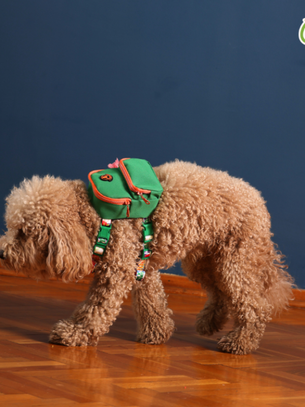 PAWLOOK GREEN DOG BAG LEASH SET