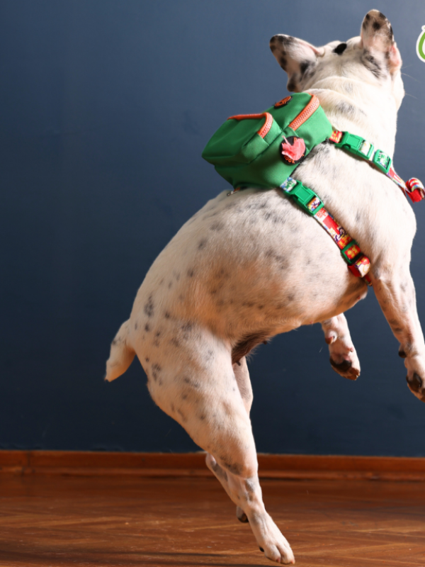 PAWLOOK GREEN DOG BAG LEASH SET