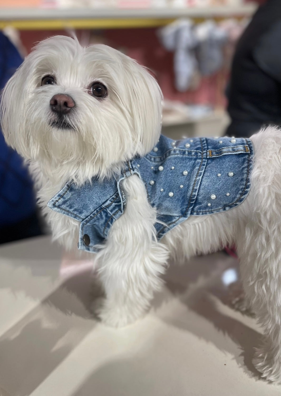 PEARL DOG DENIM VEST