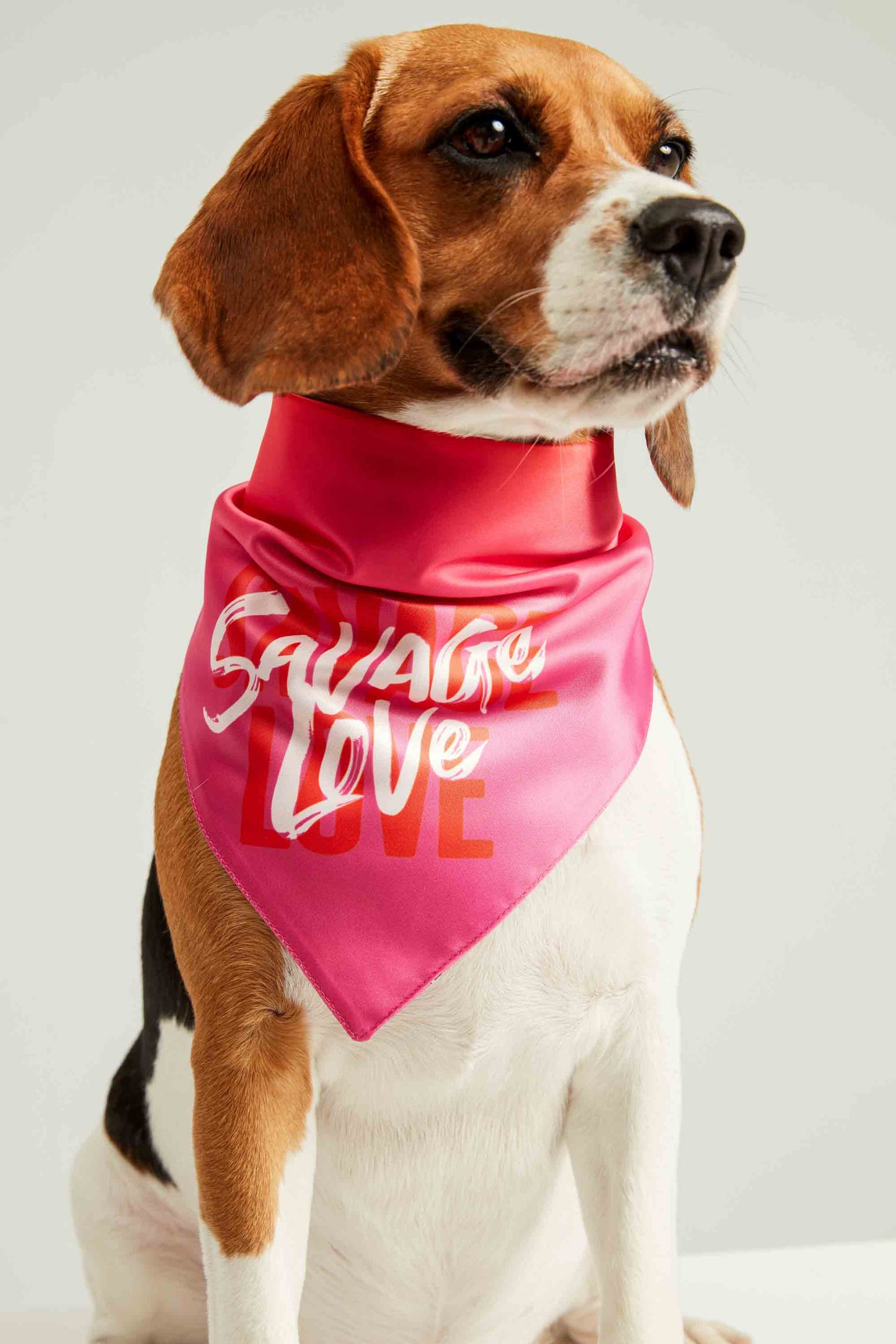Wild Love Dog Bandana