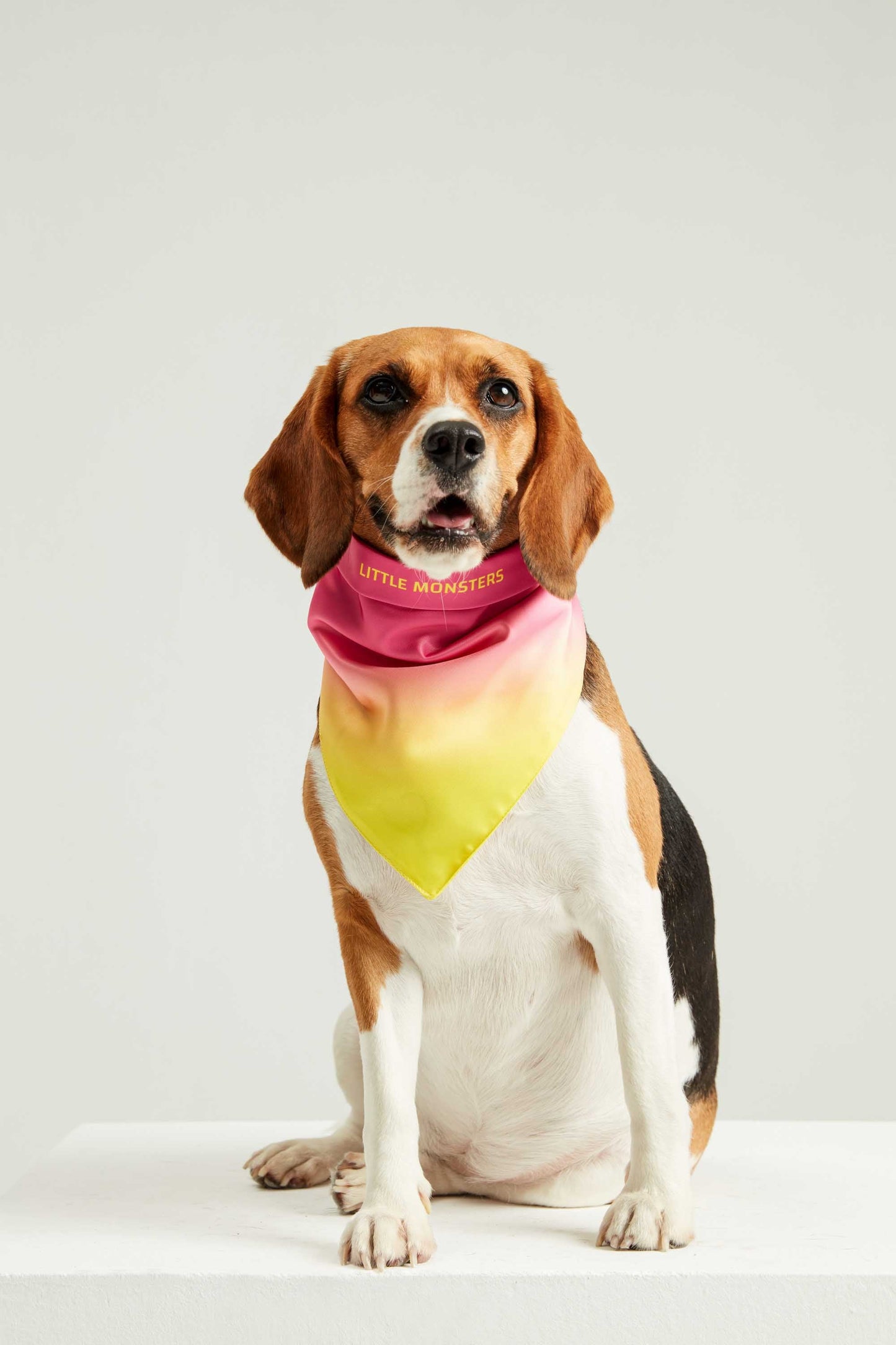 Heart Candy Dog Bandana