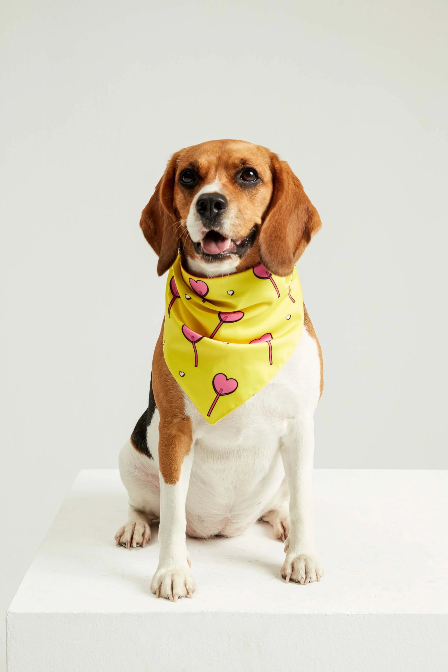 Heart Candy Dog Bandana