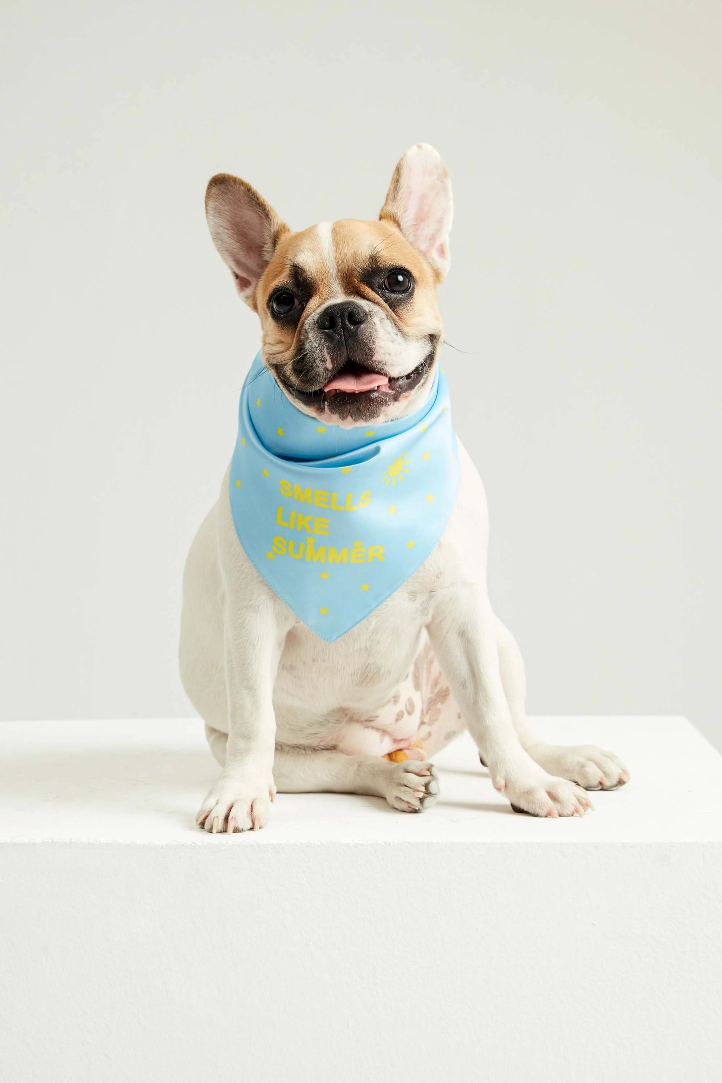Yaz Güneşi Köpek Bandana