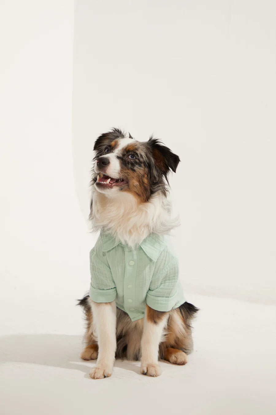 Positano Dog Shirt - Aqua Green