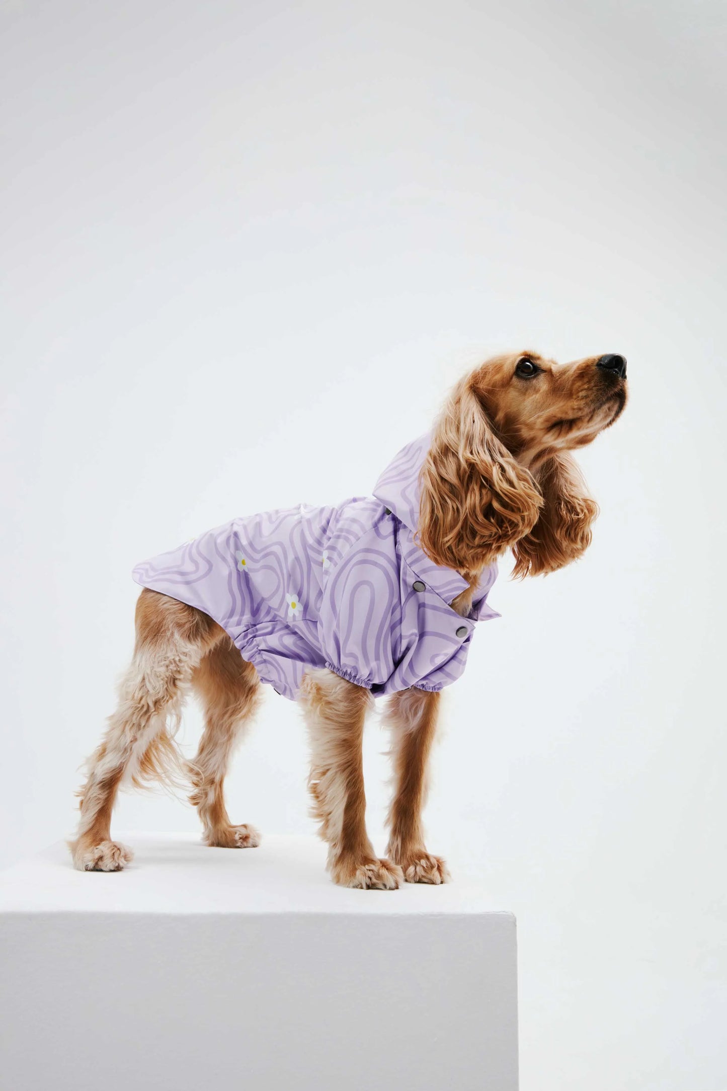 Lilac Butterfly Dog Raincoat
