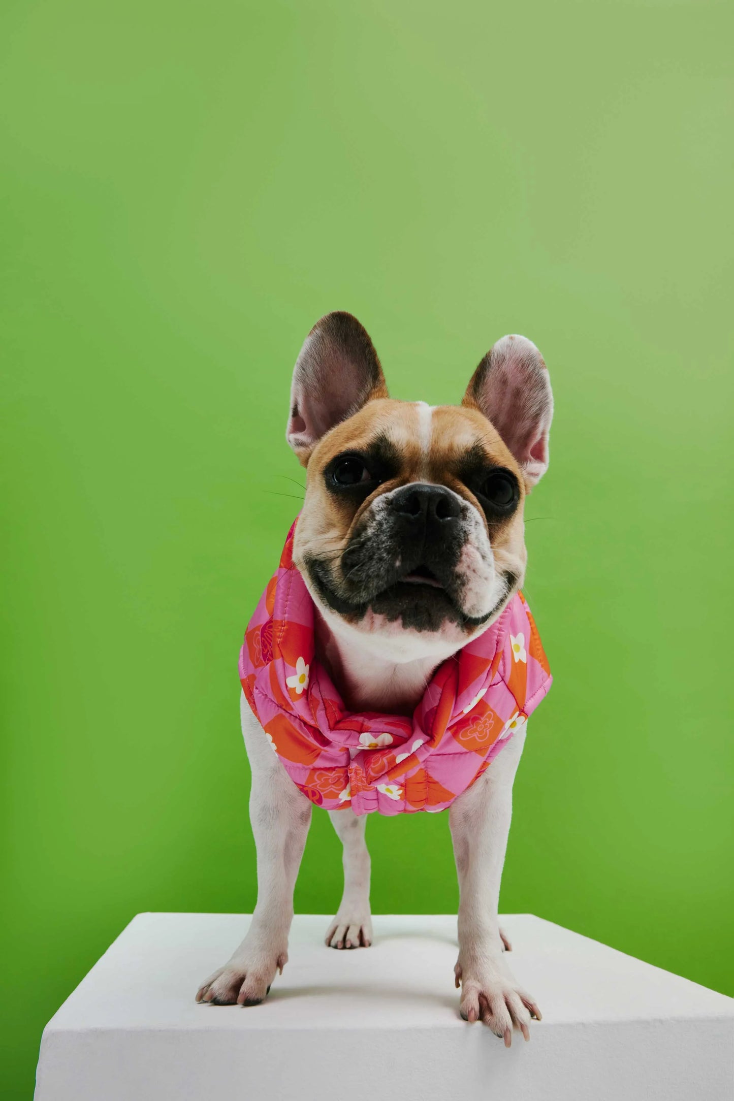 ORANGE PINK CHECKED PUFFY DOG COAT