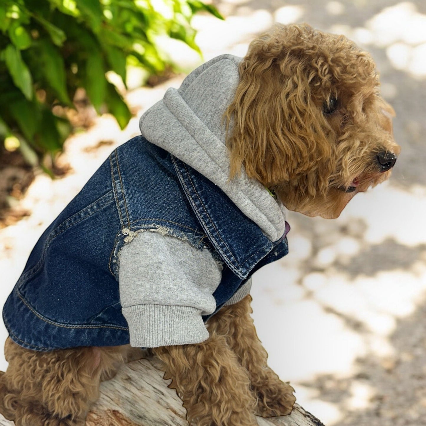 GRAY SWEAT DETAIL DOG DENIM JACKET
