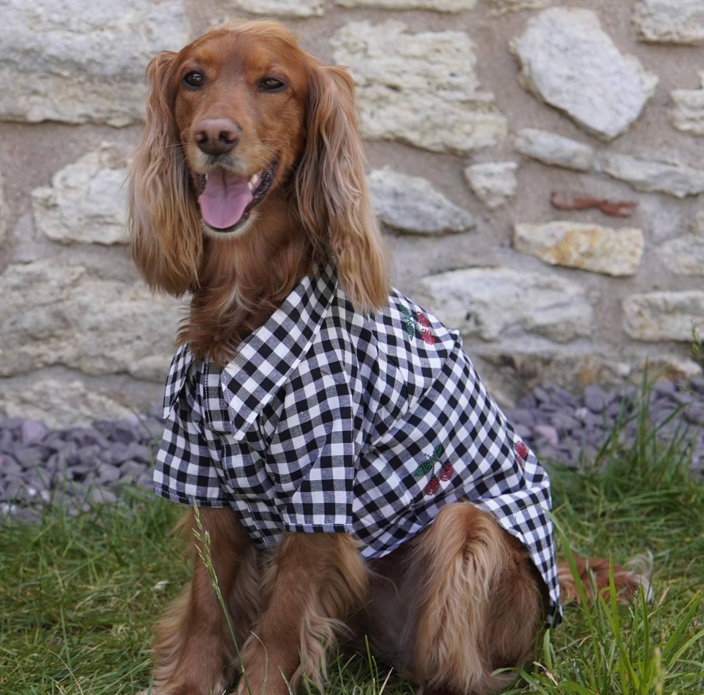 LOTE SİYAH CHERRY KÖPEK GÖMLEK