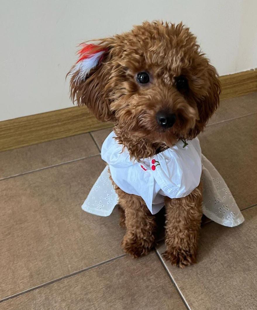 MY PETIT PAW CHERY DOG DRESS