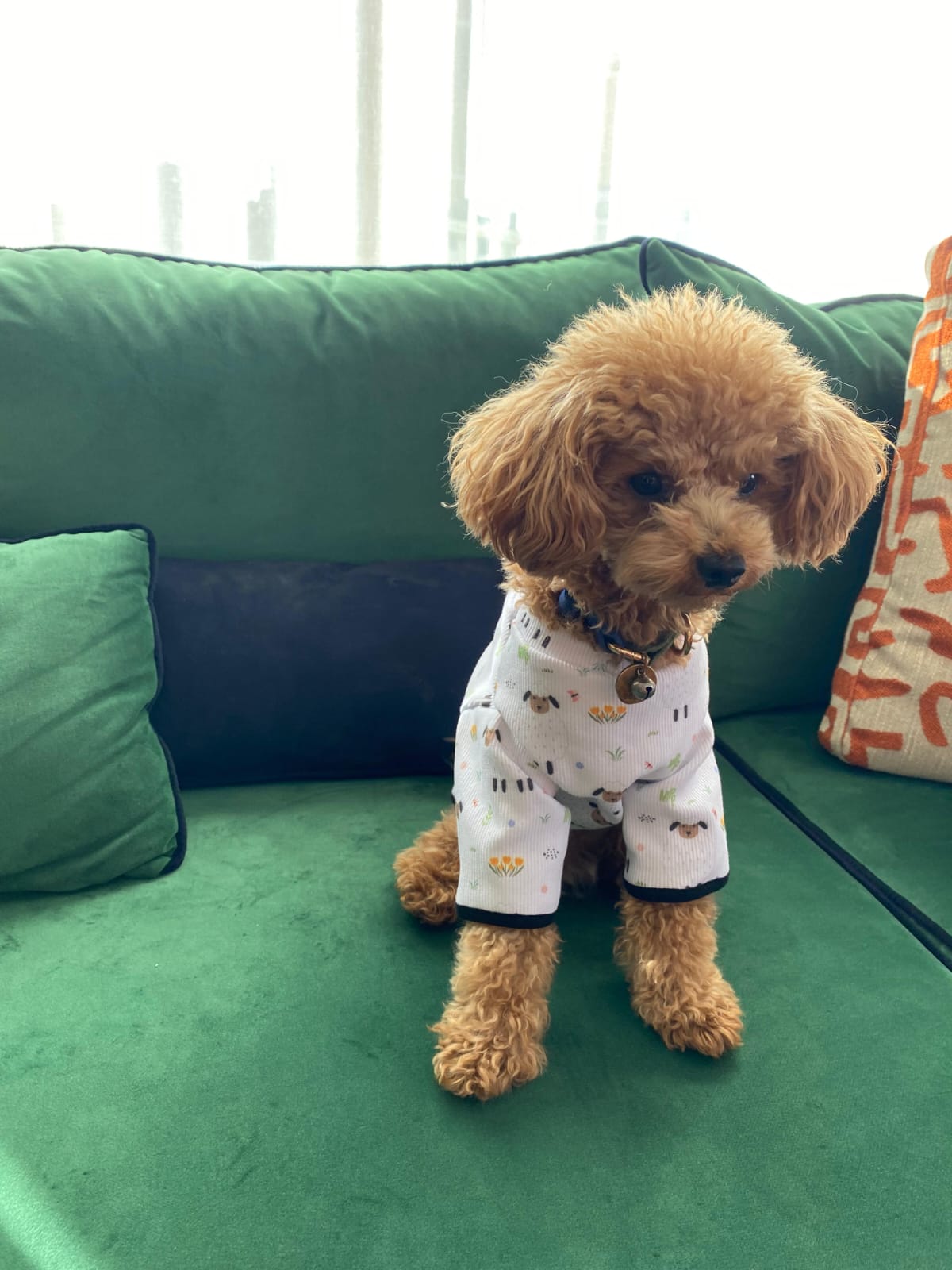 MY PETIT PAW LAMB DOG T-SHIRT