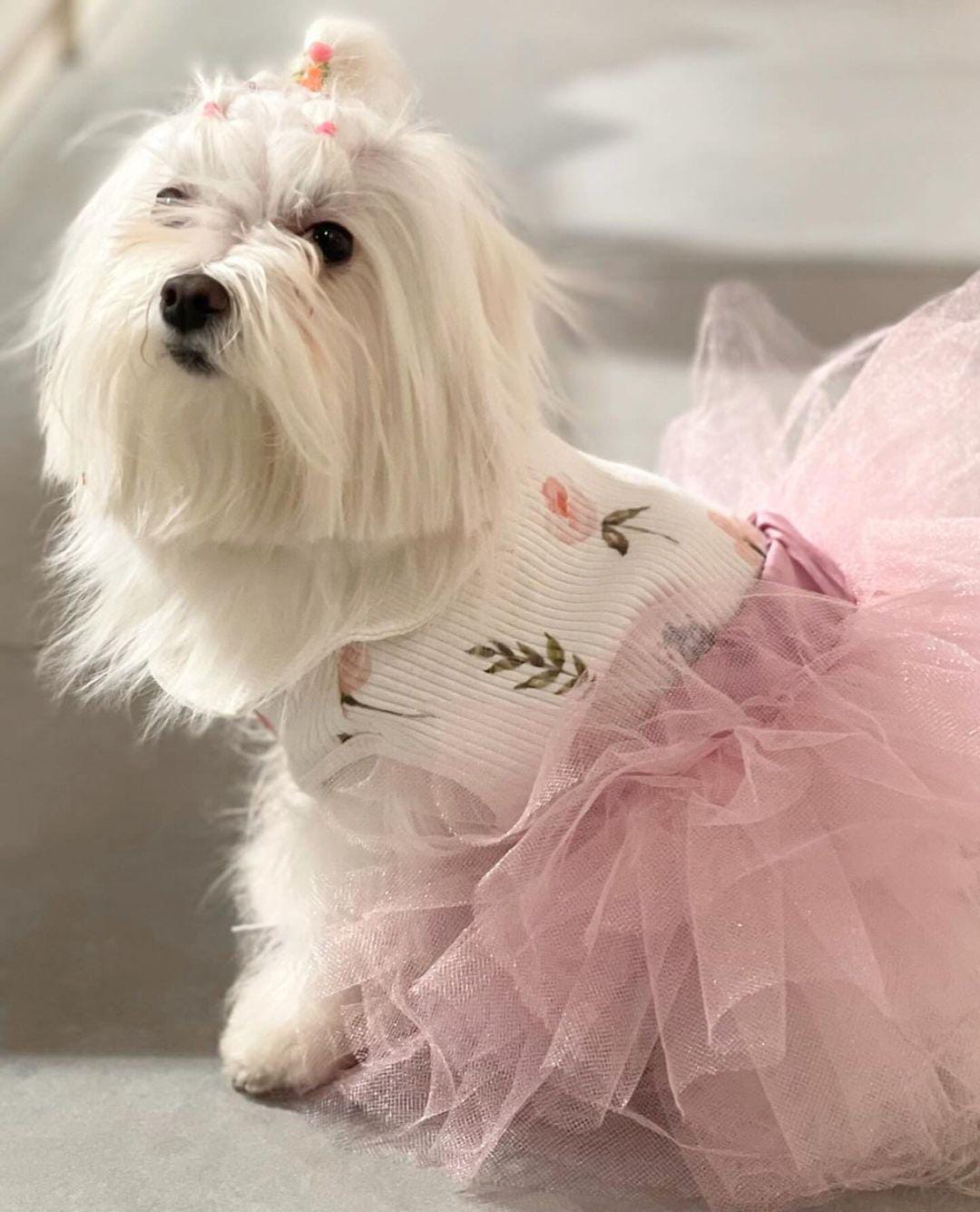 Köpek Tütü Etek