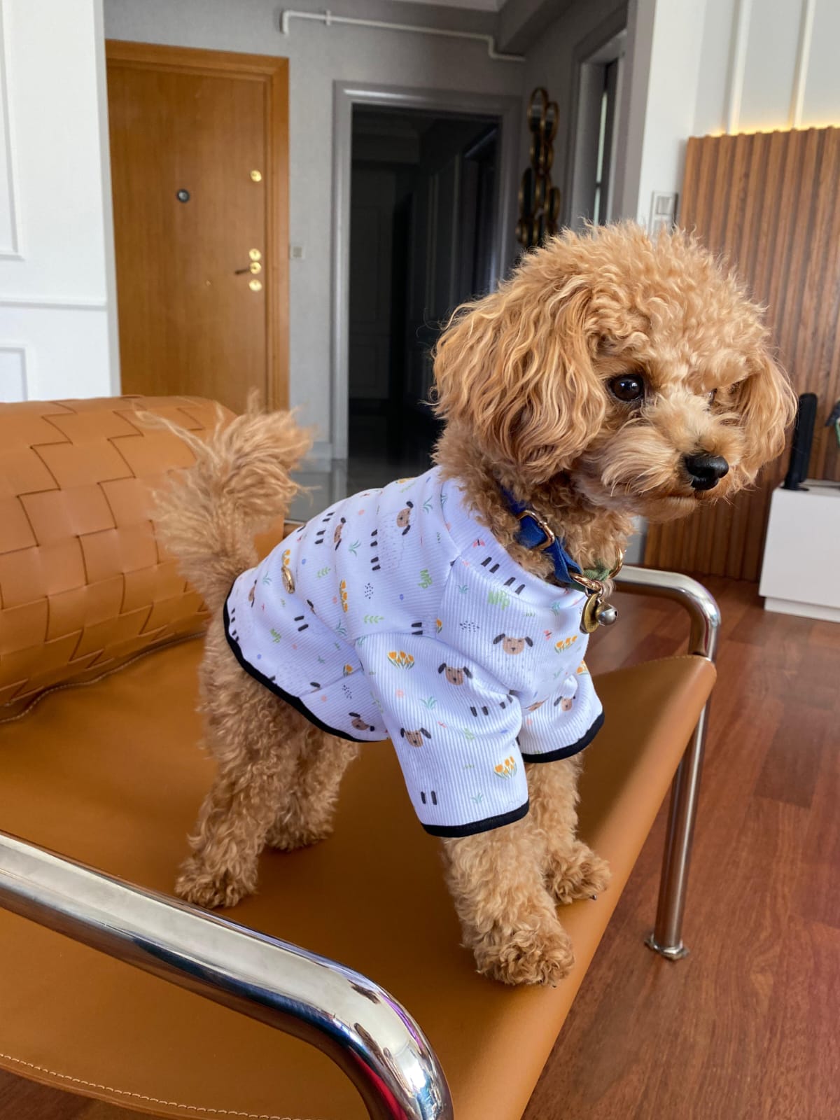 MY PETIT PAW LAMB DOG T-SHIRT