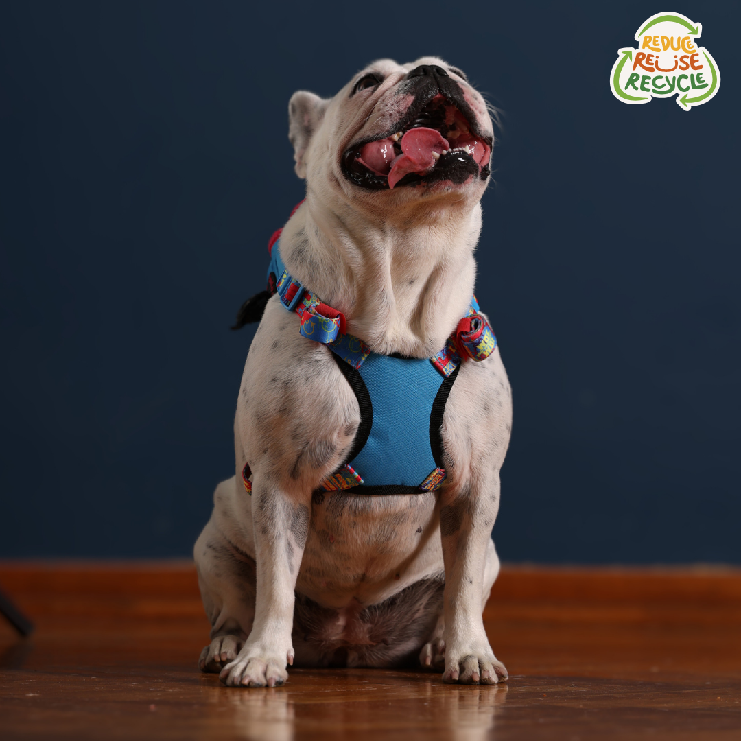 PAWLOOK BLUE DOG BAG LEASH SET