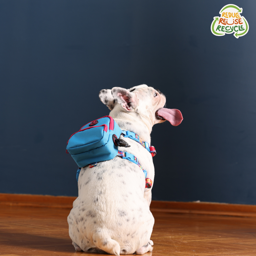 PAWLOOK BLUE DOG BAG LEASH SET