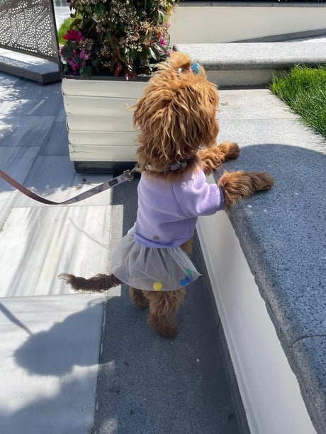 Candy Crush Dog Dress