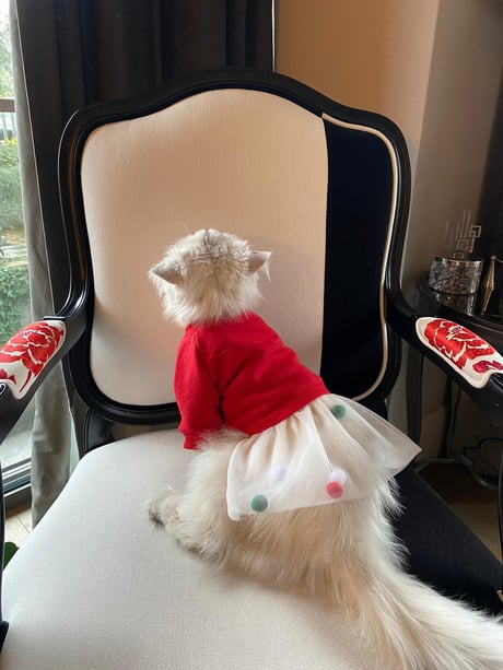 Candy Crush Dog Dress