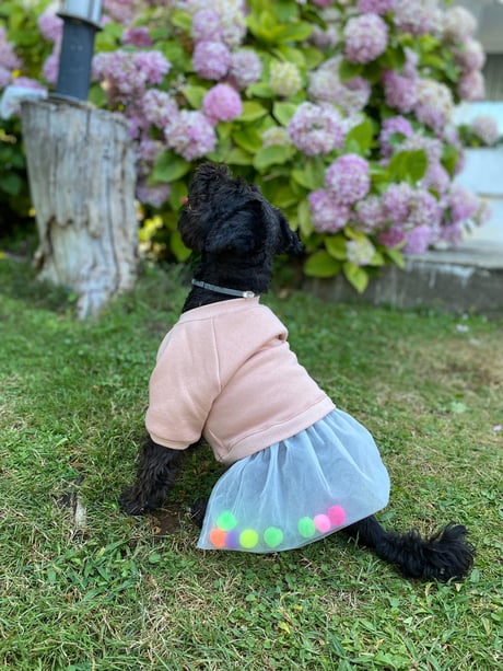 Candy Crush Dog Dress