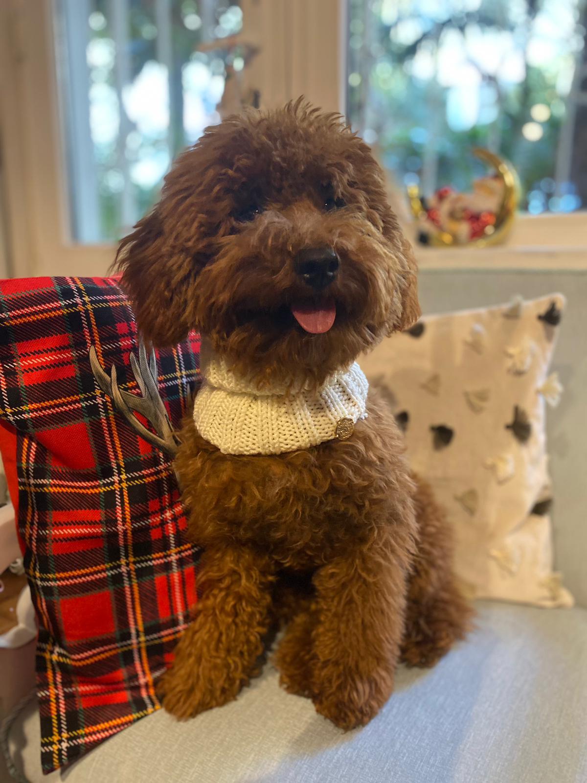 ECRU DOG NECK COLLAR