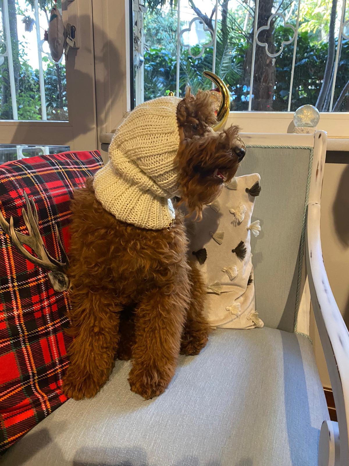 ECRU DOG NECK COLLAR