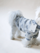 Sweet Melody Dog Sweater Gray
