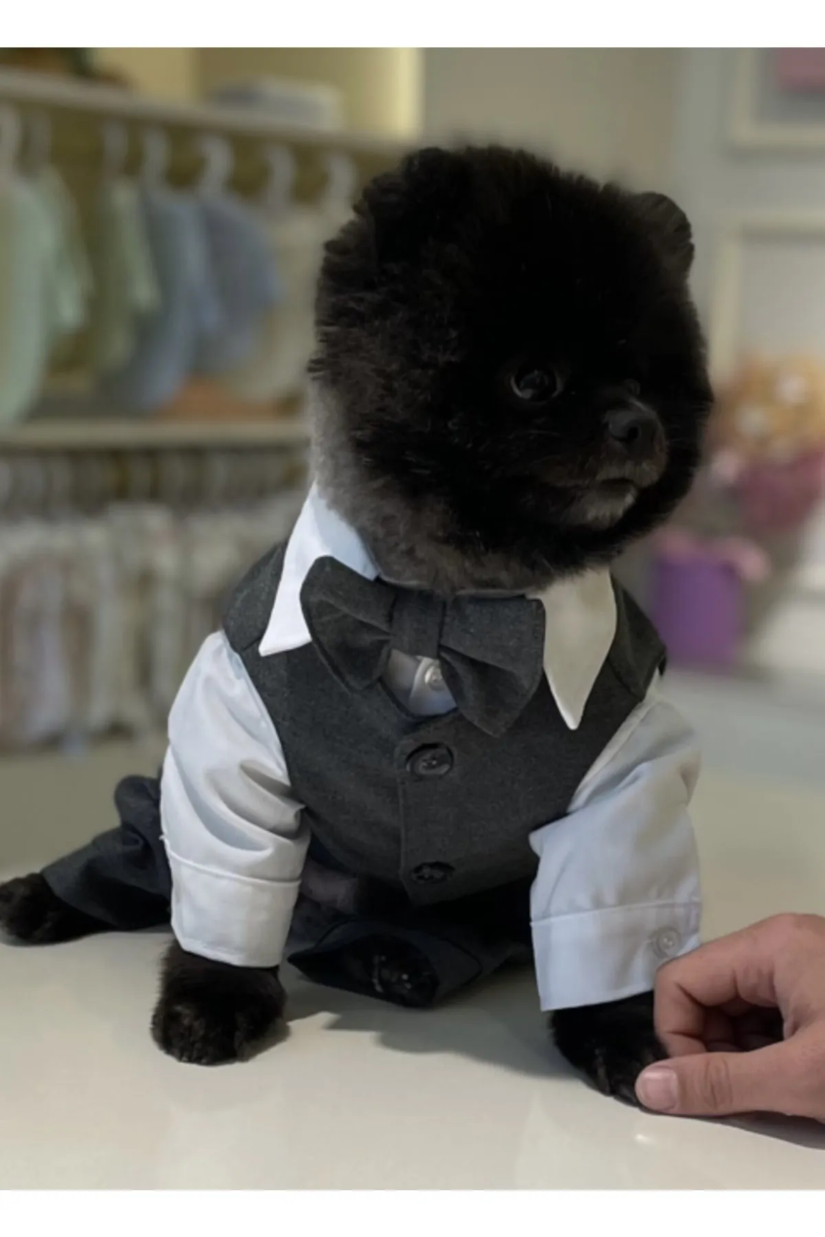 KÖPEK TAKIM ELBİSE