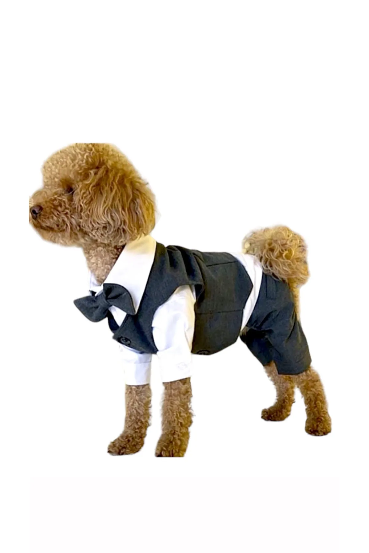 KÖPEK TAKIM ELBİSE