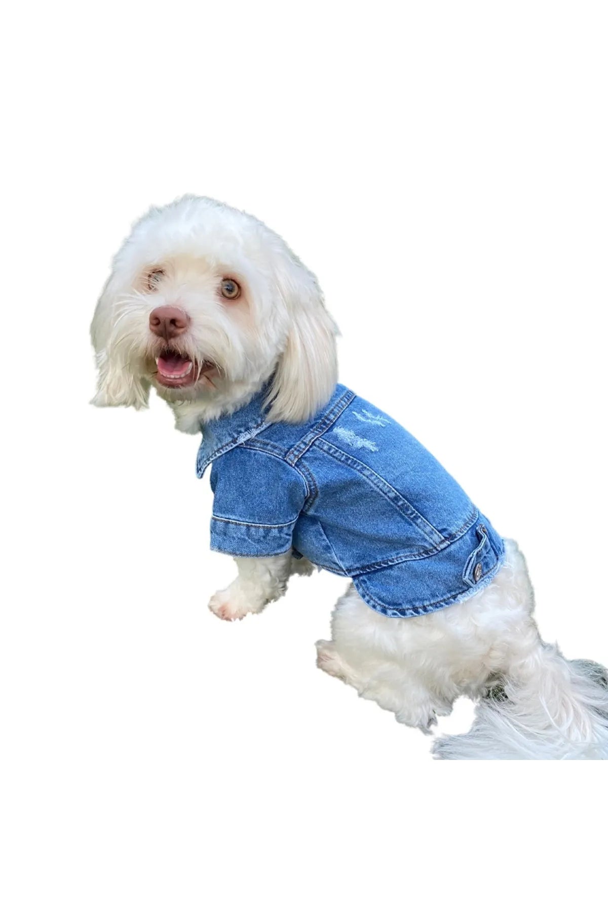 YIRTIKLI KÖPEK KOT CEKET