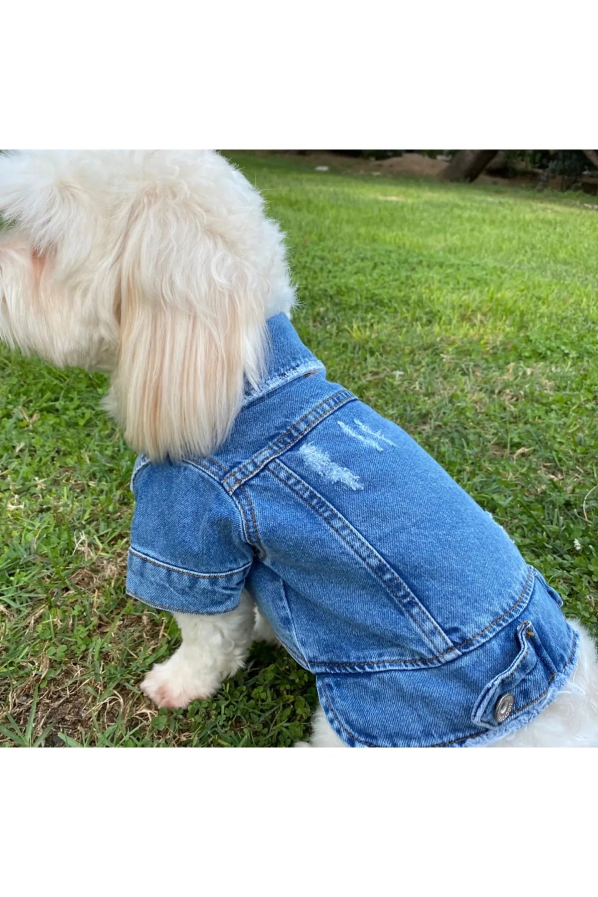 YIRTIKLI KÖPEK KOT CEKET